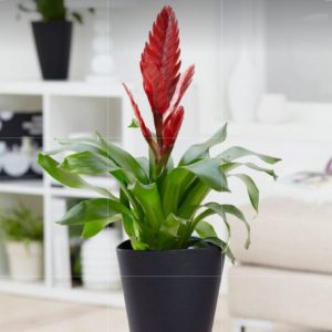 BROMELIA