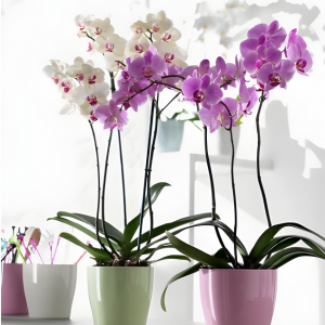 PHALAENOPSIS