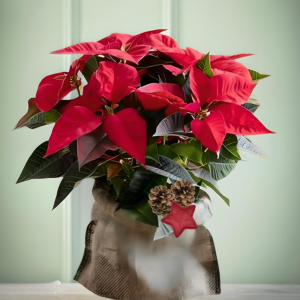 Phoinsettia
