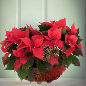 Cesto Phoinsettias